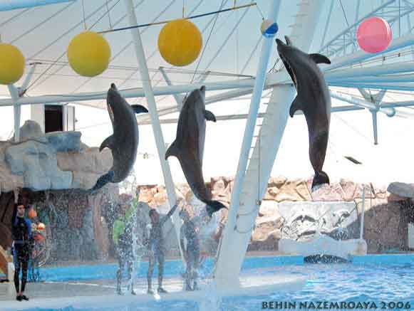 Dolphins Park of Kish