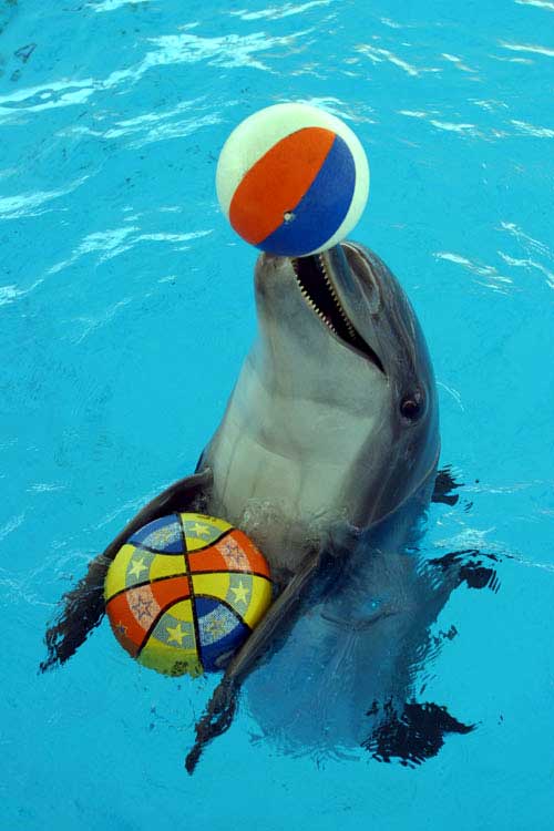 Dolphins Park of Kish