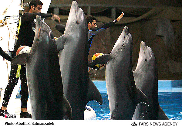 Dolphins Park of Kish