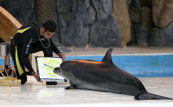 Dolphins Park of Kish
