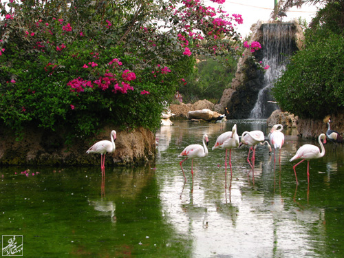 Dolphins Park of Kish