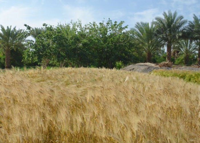 Ladiz Village
