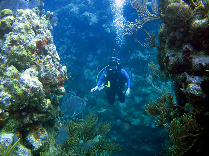 Scuba Diving in the Persian Gulf