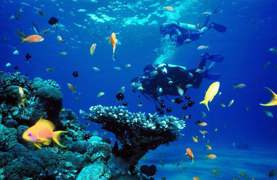 Scuba Diving in the Persian Gulf