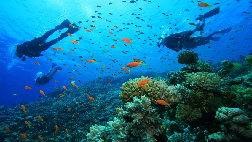 Scuba Diving in the Persian Gulf