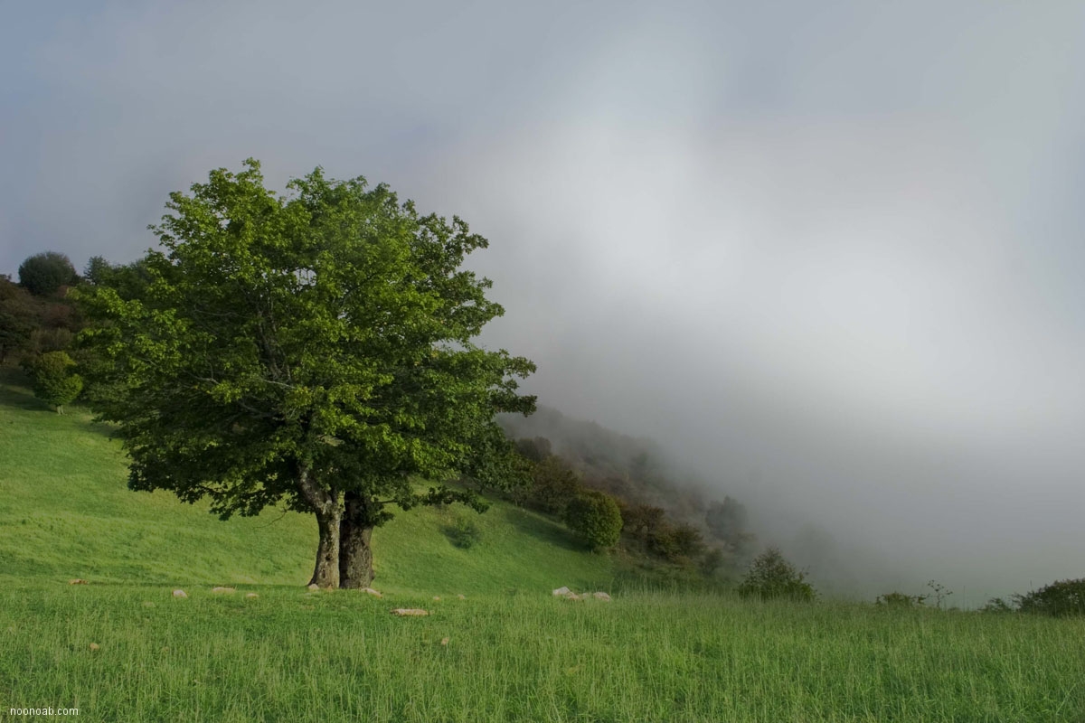 Jangale Abr, Sahrud (Cloud forest)