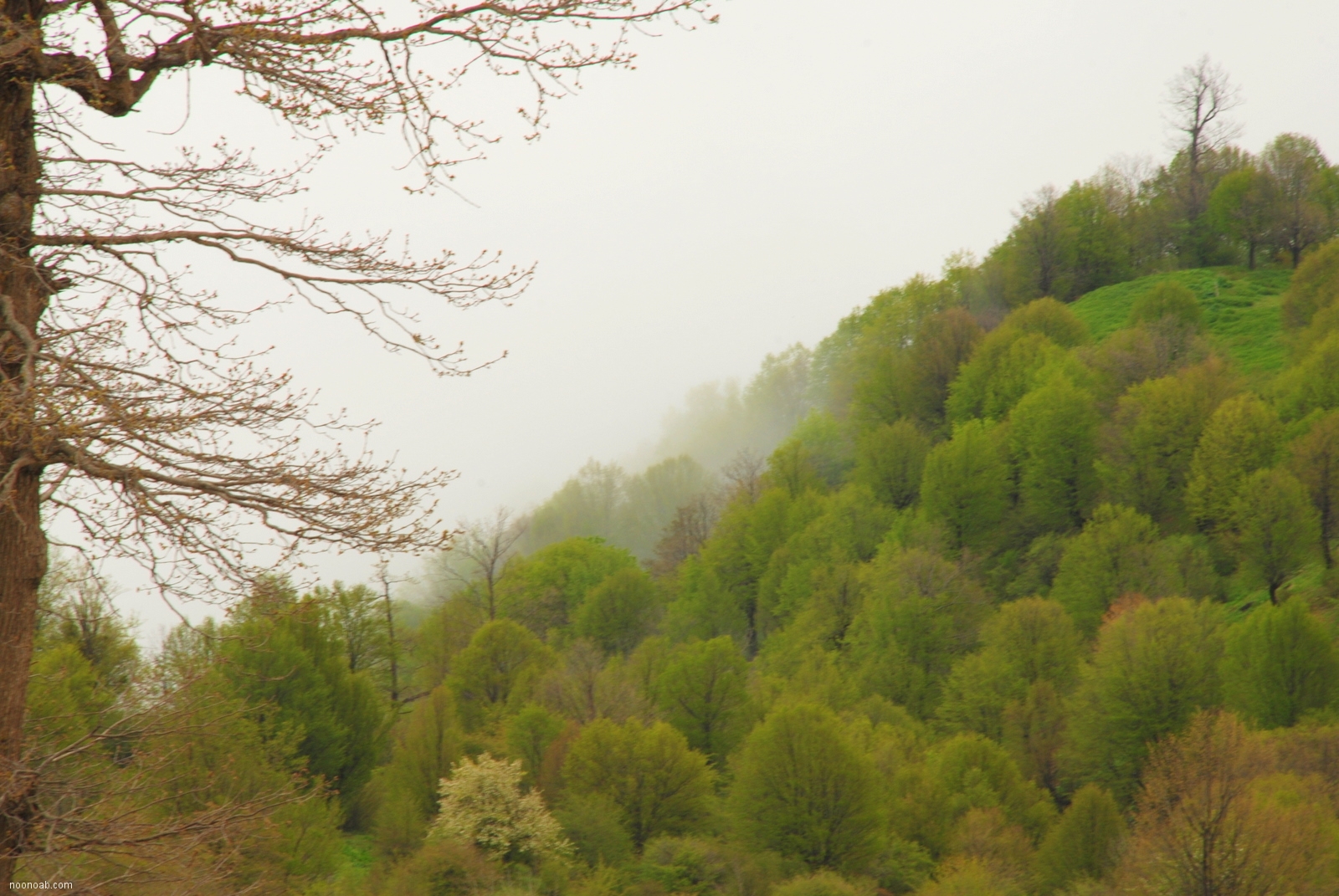 Jangale Abr, Sahrud (Cloud forest)