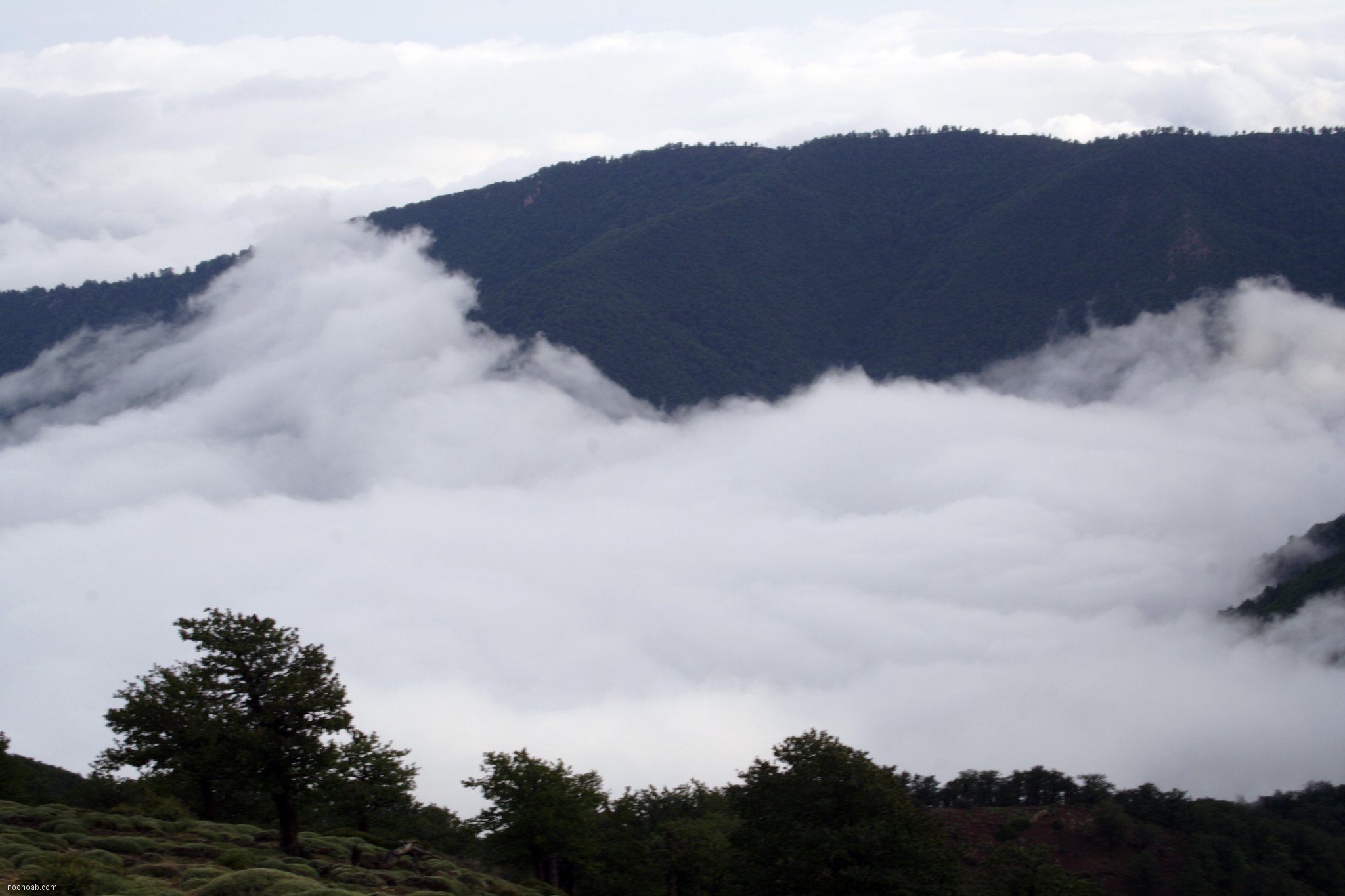 Jangale Abr, Sahrud (Cloud forest)