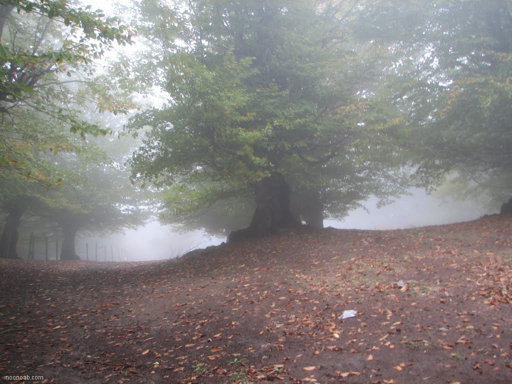 Jangale Abr, Sahrud (Cloud forest)