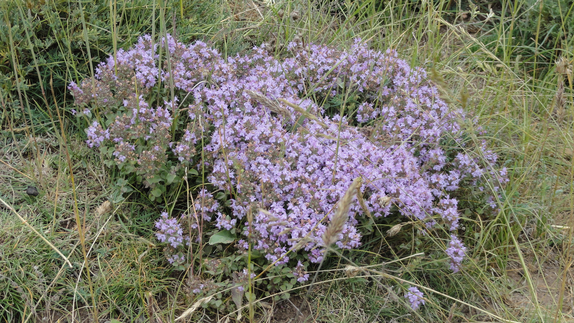 Soubatan Highlands