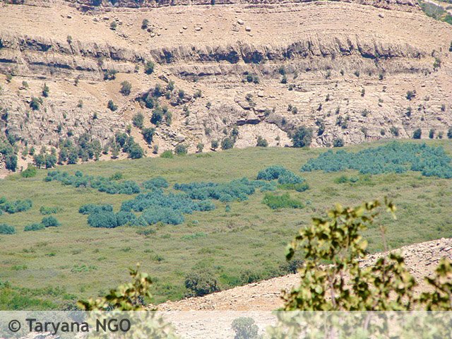 Protected Forest Area of Shimbar