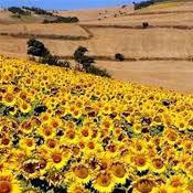 Poppy and Sunflower Plain of Kalpoosh