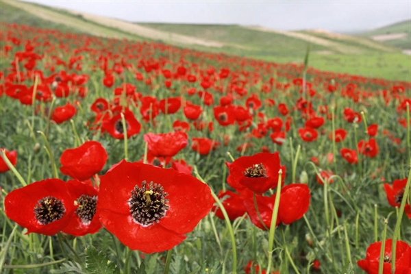 Poppy and Sunflower Plain of Kalpoosh