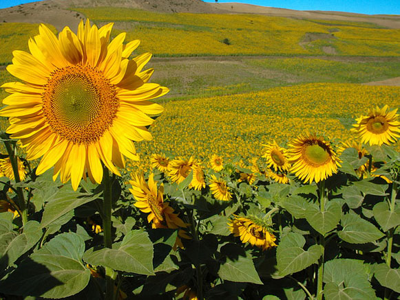 Poppy and Sunflower Plain of Kalpoosh