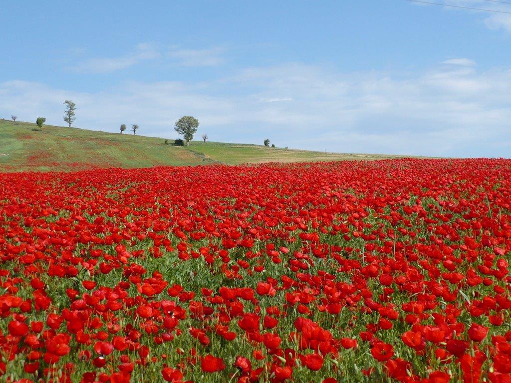 Poppy and Sunflower Plain of Kalpoosh