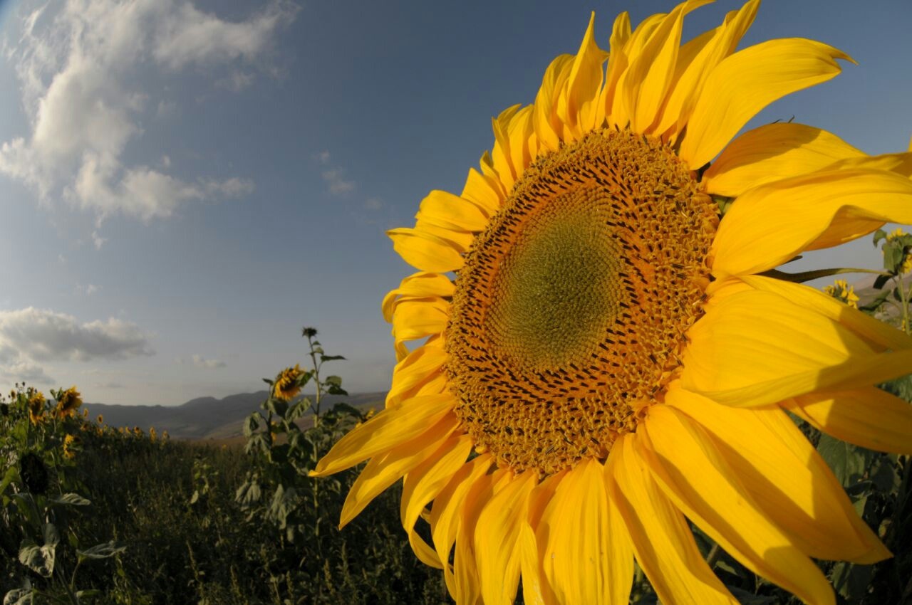 Poppy and Sunflower Plain of Kalpoosh