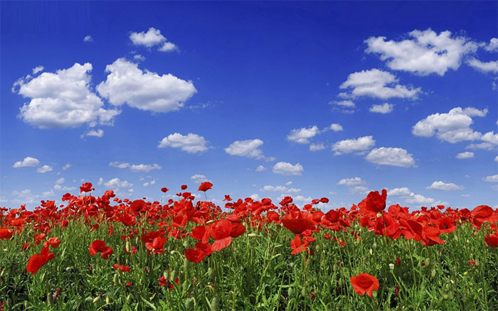 Poppy and Sunflower Plain of Kalpoosh