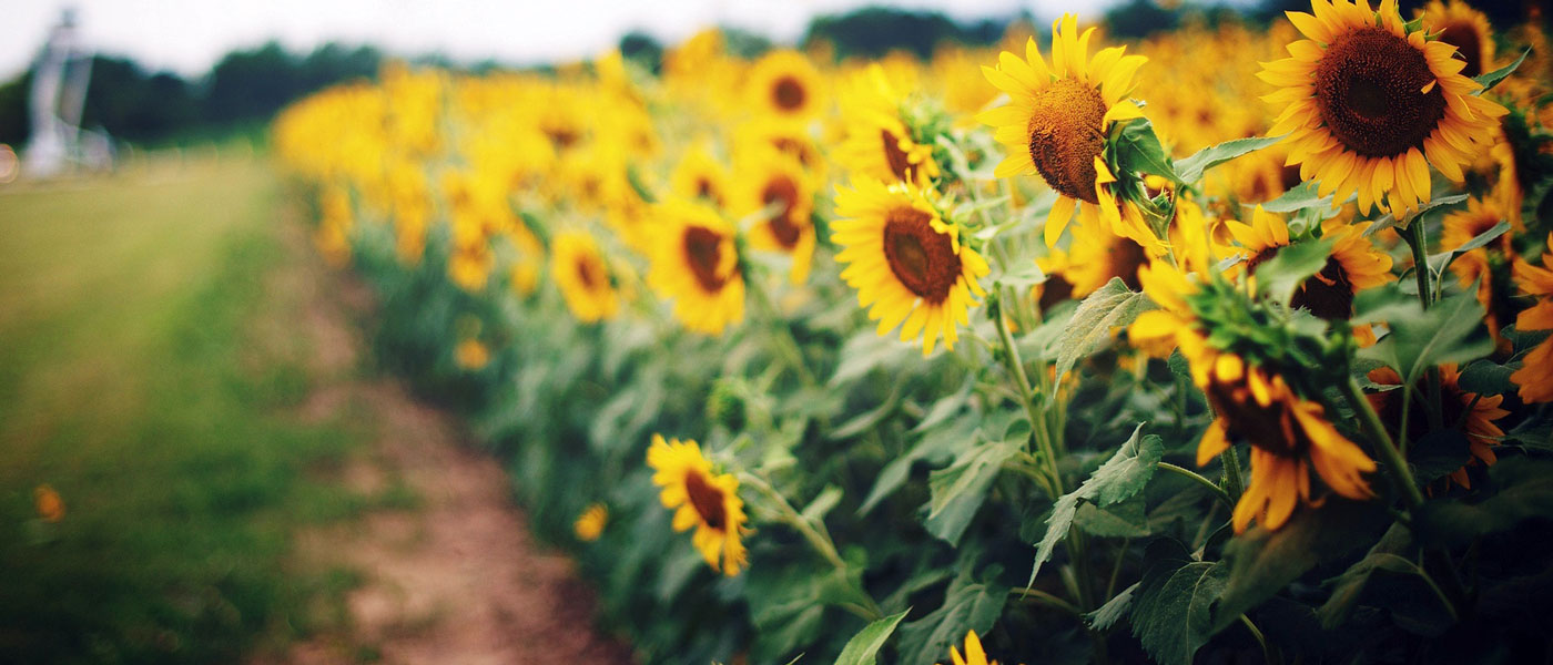 Poppy and Sunflower Plain of Kalpoosh