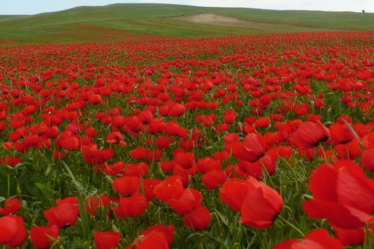 Poppy and Sunflower Plain of Kalpoosh