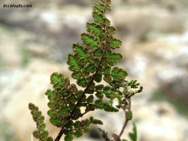 Raghz Canyon of Darab