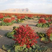 Rhubarb Meadow of Shahr-e Babak