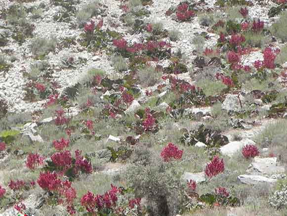 Rhubarb Meadow of Shahr-e Babak