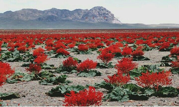 Rhubarb Meadow of Shahr-e Babak