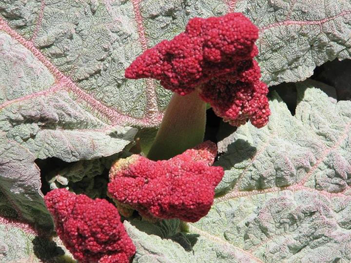 Rhubarb Meadow of Shahr-e Babak
