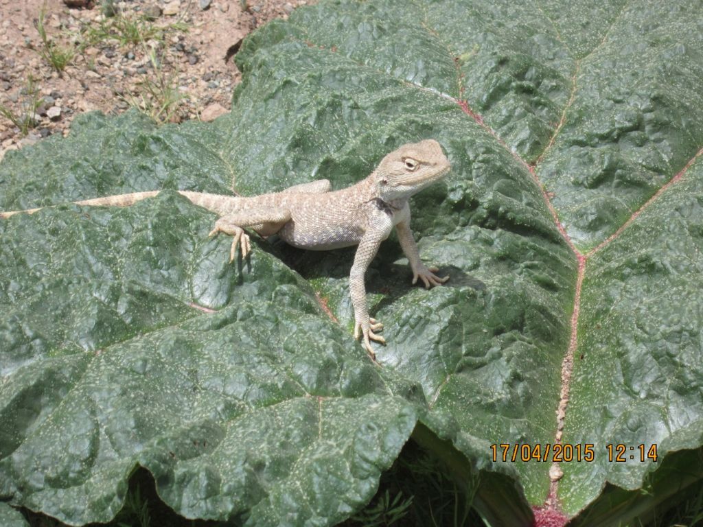 Rhubarb Meadow of Shahr-e Babak