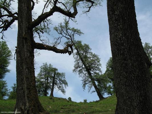 Khoshke Daran Forest Park