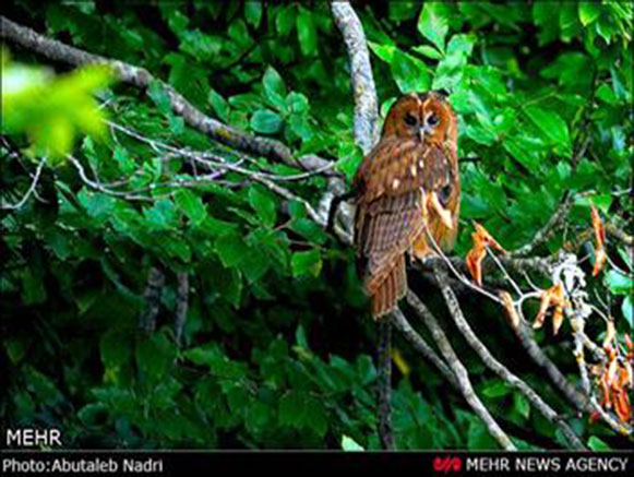 Khoshke Daran Forest Park