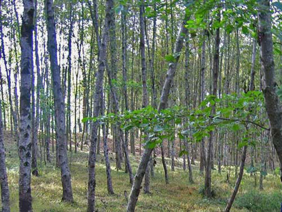 Khoshke Daran Forest Park