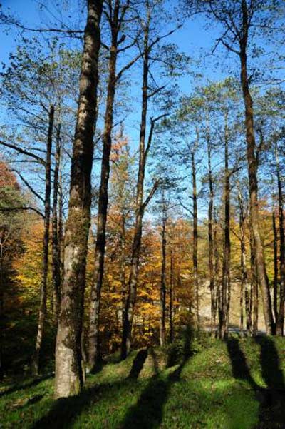 Khoshke Daran Forest Park