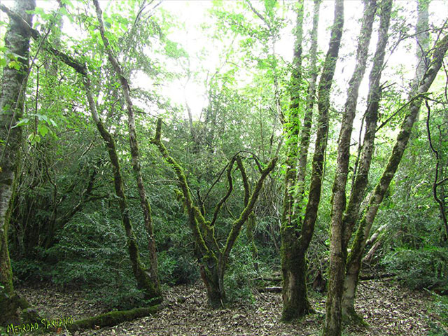 Sisangan Forest Park