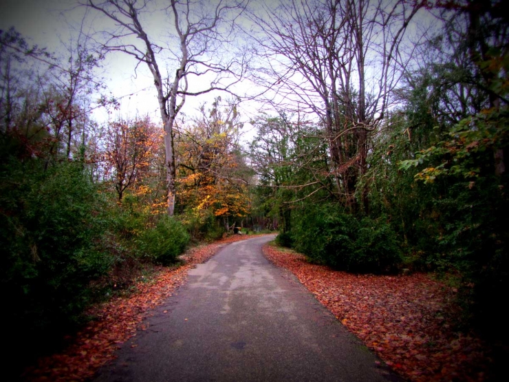Sisangan Forest Park