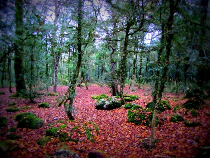 Sisangan Forest Park