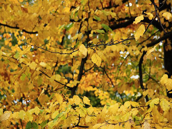 Sisangan Forest Park
