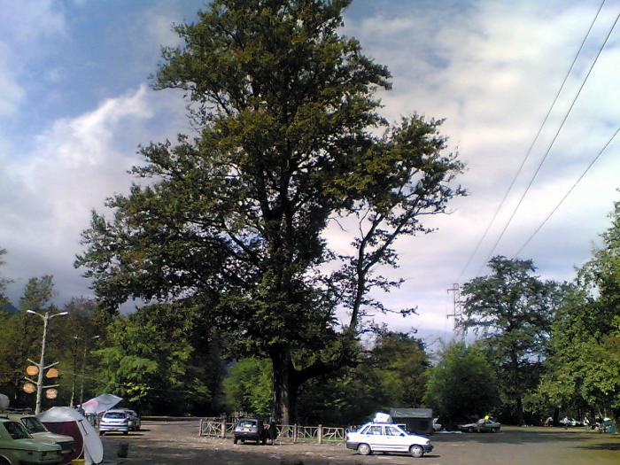 Sisangan Forest Park