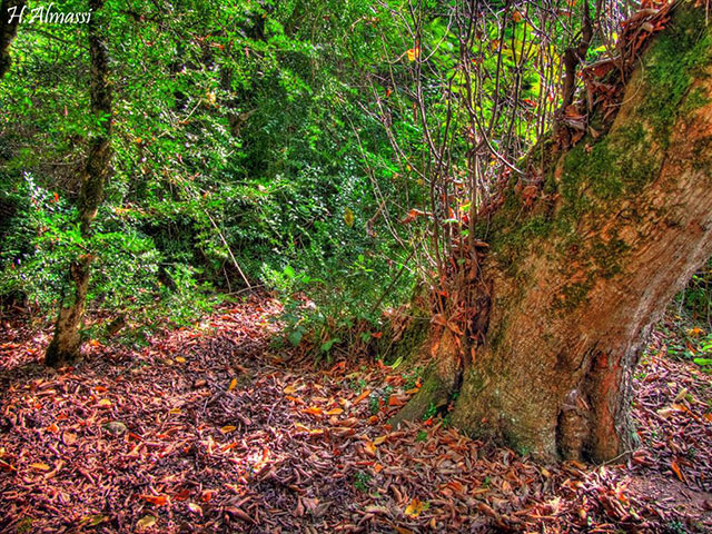 Sisangan Forest Park