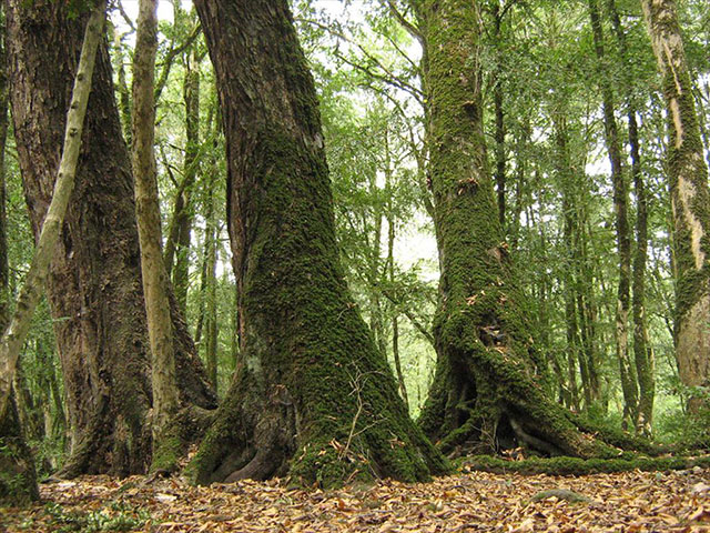 Sisangan Forest Park