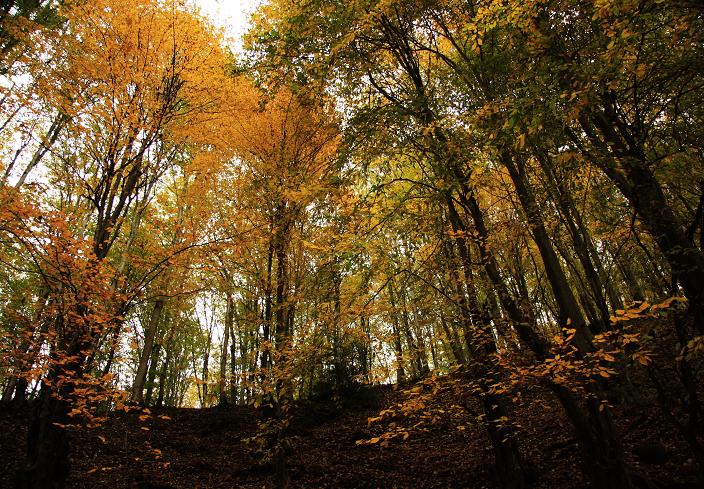 Sisangan Forest Park