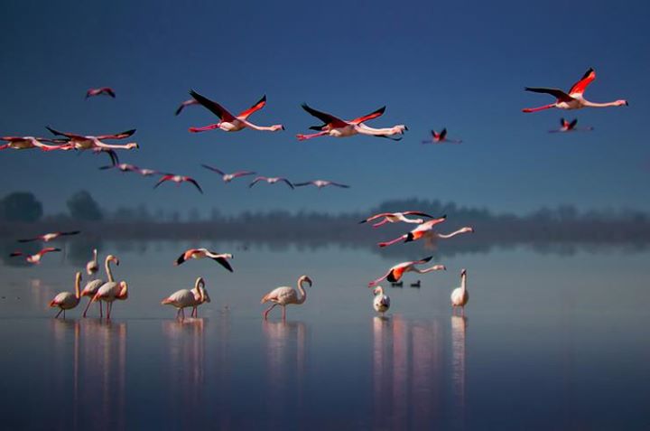 Miankaleh Protected Area