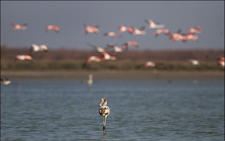 Miankaleh Protected Area