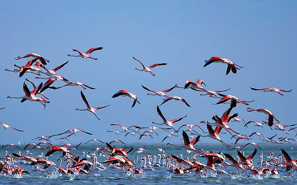 Miankaleh Protected Area