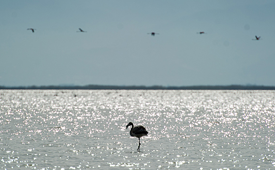 Miankaleh Protected Area