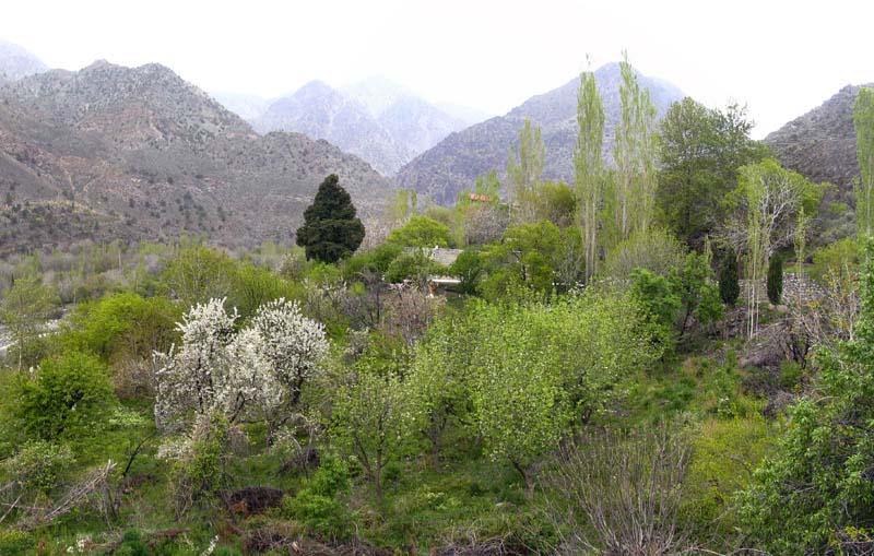Dalfard District