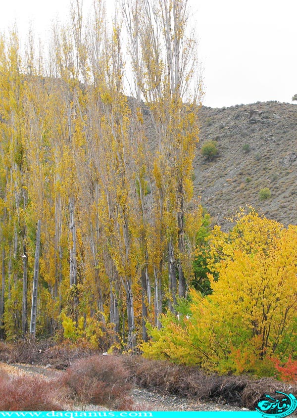 Dalfard District