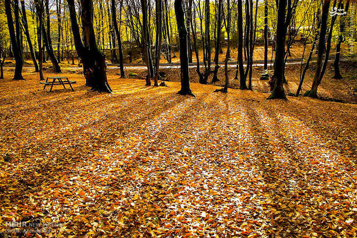 Alangdareh Forest park