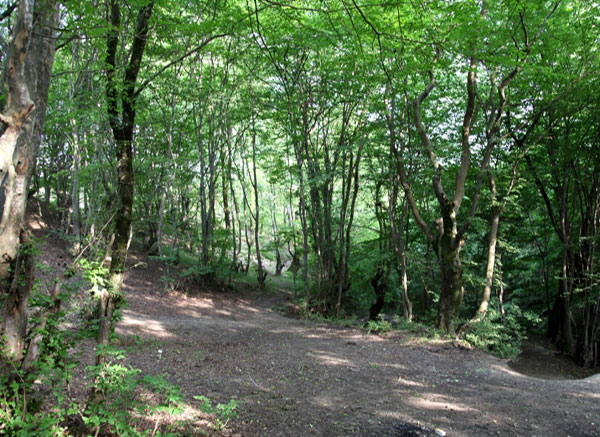 Alangdareh Forest park