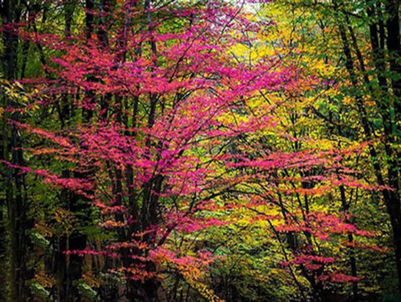 Alangdareh Forest park